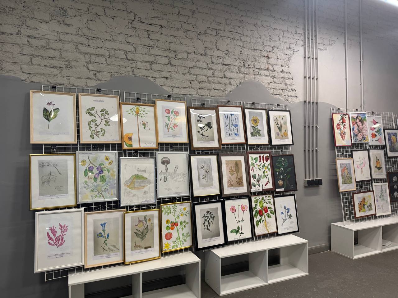 Посетители Открытого кампуса смогут увидеть выставку "Ботанические иллюстрации" 