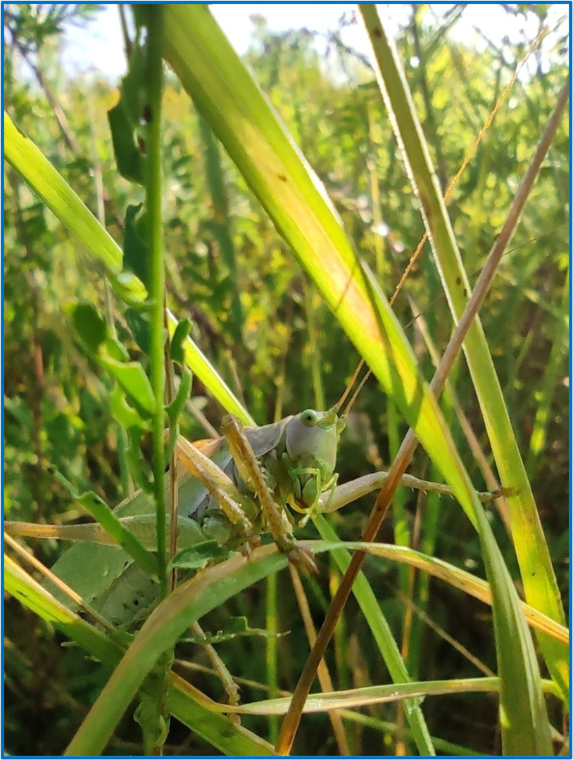 Хозяшева А..png