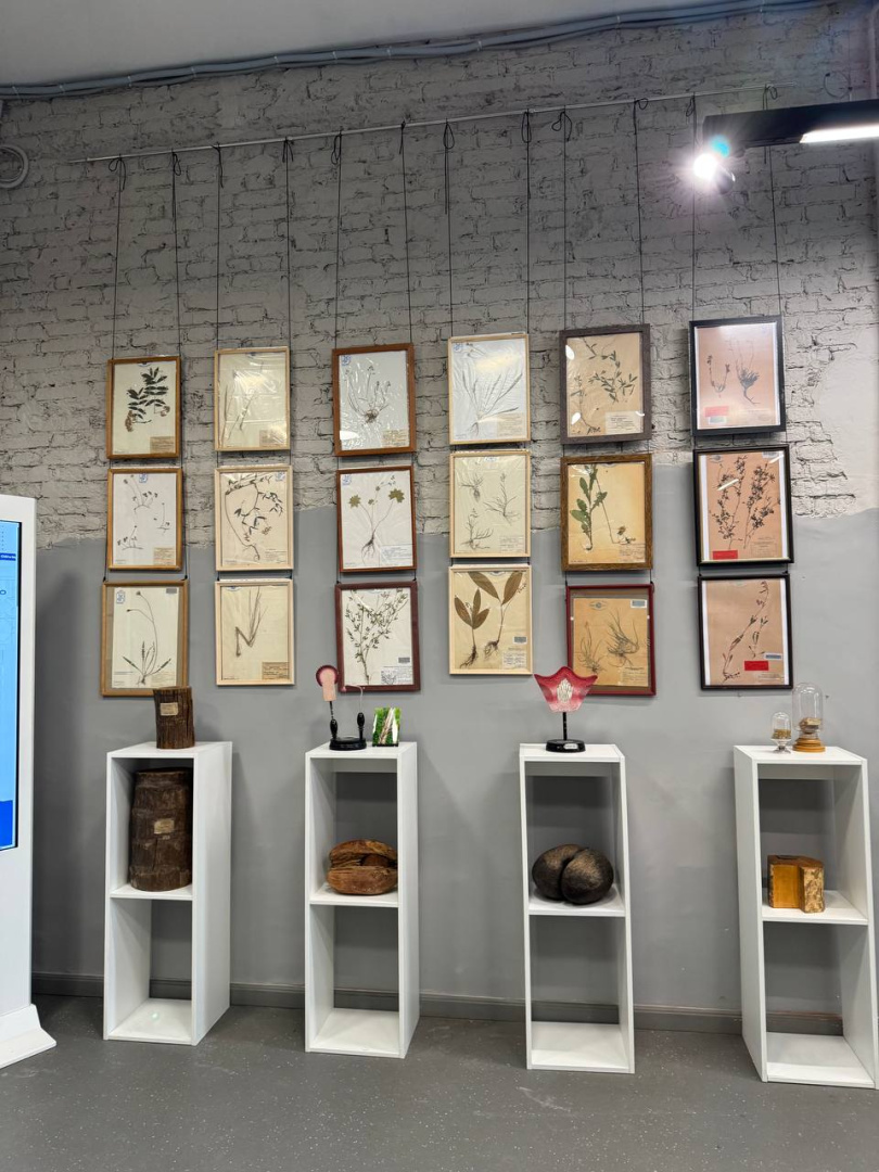 Уникальные экспонаты Гербарной коллекции РГПУ. История создания и современное состояние